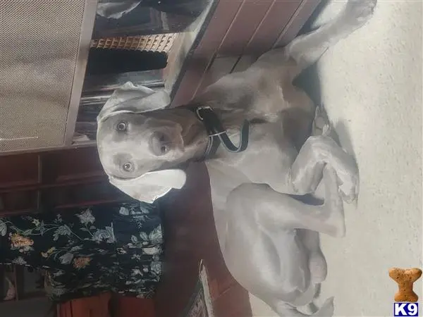 Weimaraner