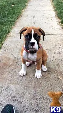 Boxer stud dog