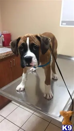 Boxer stud dog