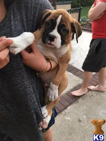 Boxer stud dog