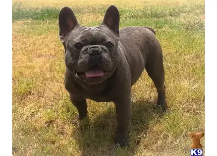 French Bulldog