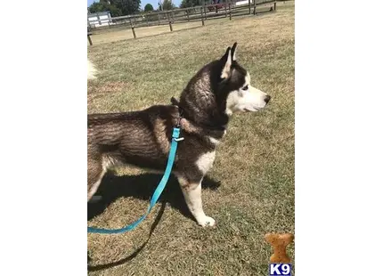 Siberian Husky