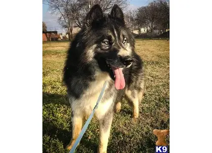 Siberian Husky