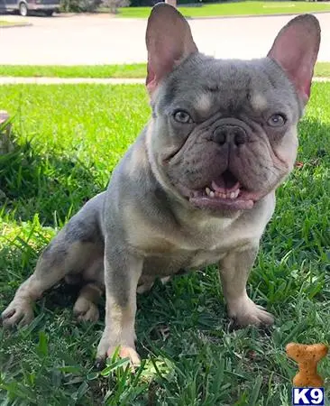 French Bulldog stud dog