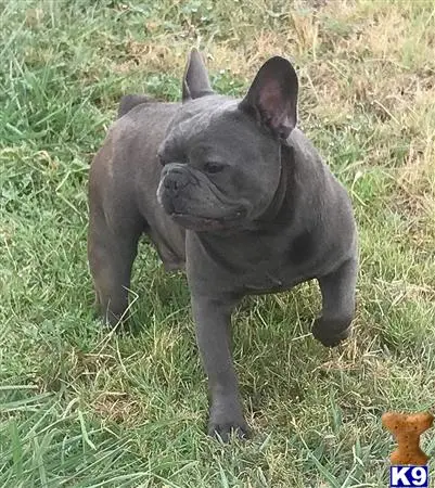 French Bulldog stud dog