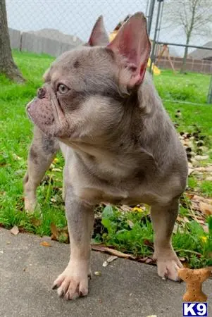 French Bulldog stud dog