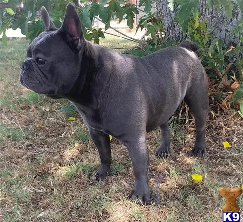 French Bulldog stud dog