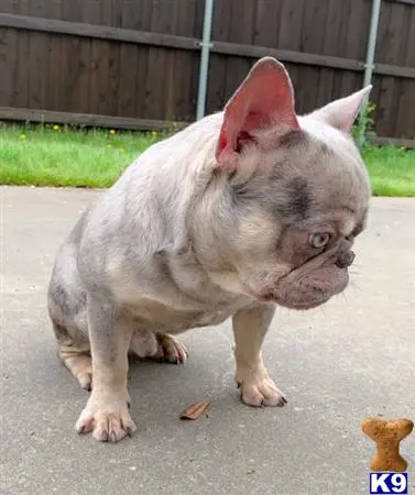 French Bulldog stud dog