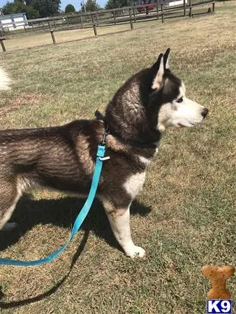 Siberian Husky stud dog