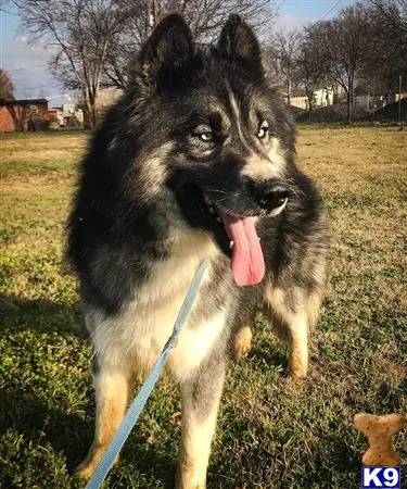 Siberian Husky stud dog