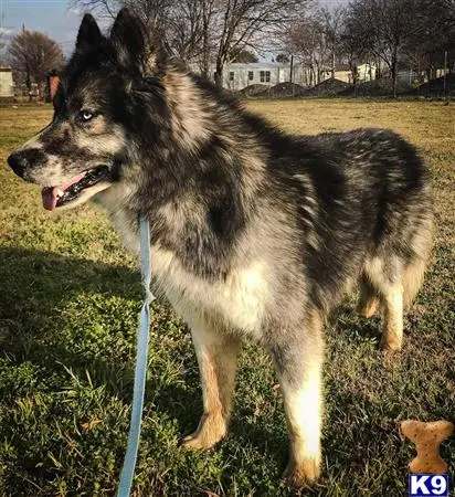 Siberian Husky stud dog