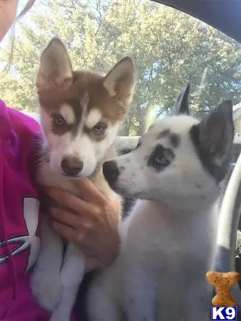 Siberian Husky stud dog