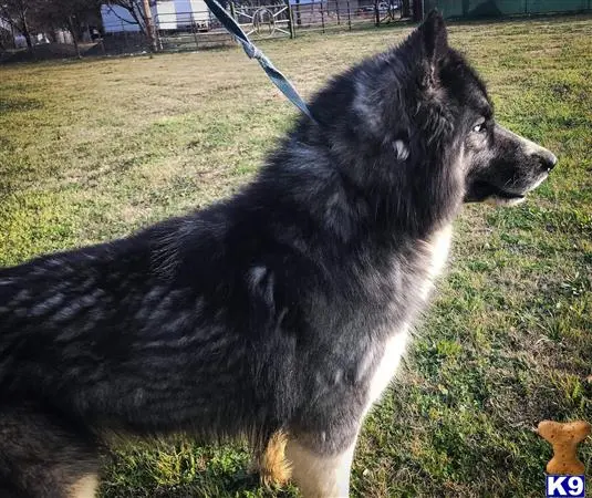 Siberian Husky stud dog