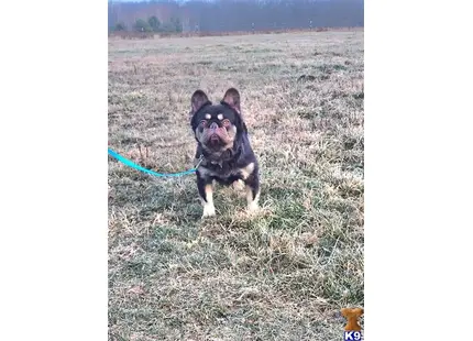 Lord Vader  available French Bulldog puppy located in CUMBERLAND