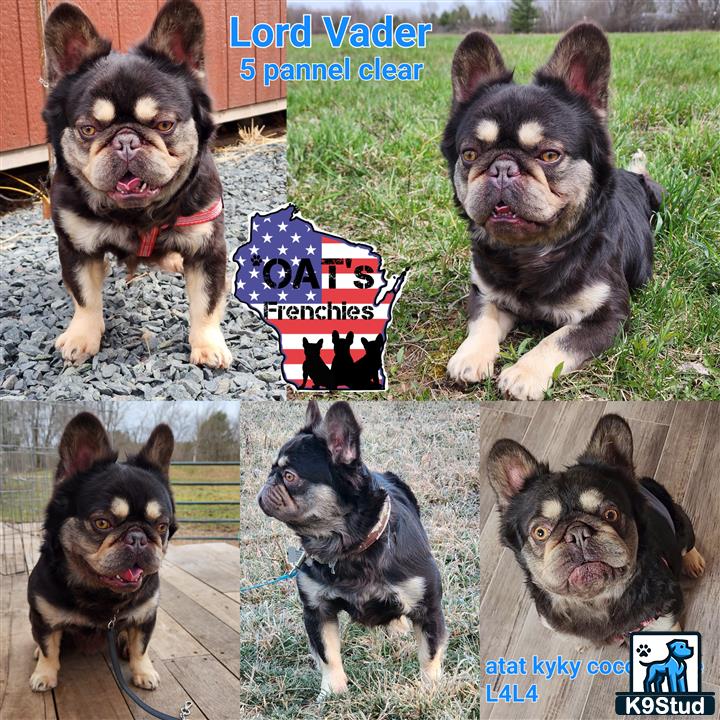 a collage of a french bulldog dog