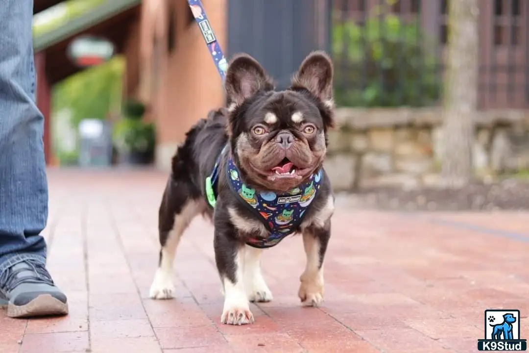 French Bulldog stud dog