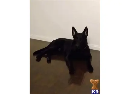 German Shepherd stud dog: a black german shepherd dog lying on the floor