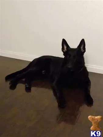 German Shepherd stud dog: a black german shepherd dog lying on the floor