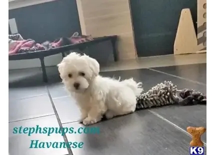 Havanese