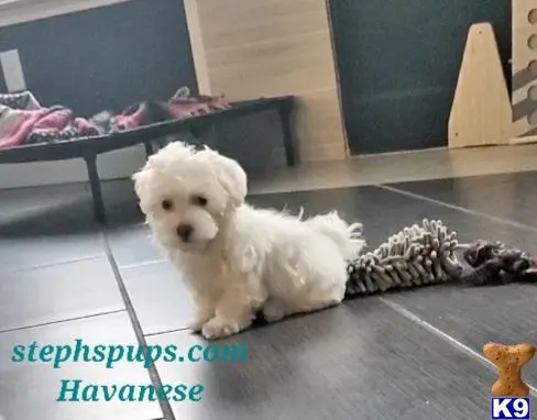 Havanese puppy for sale