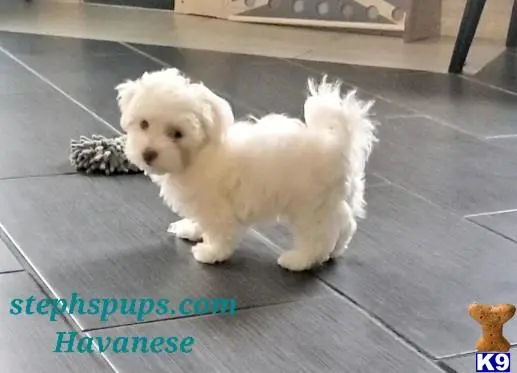 Havanese puppy for sale