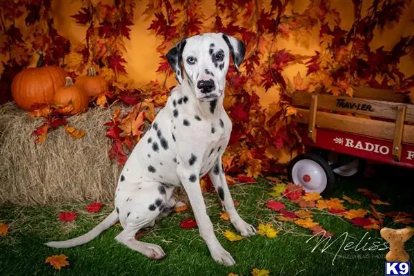 Dalmatian stud dog