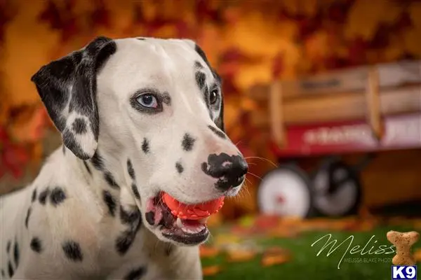 Dalmatian stud dog