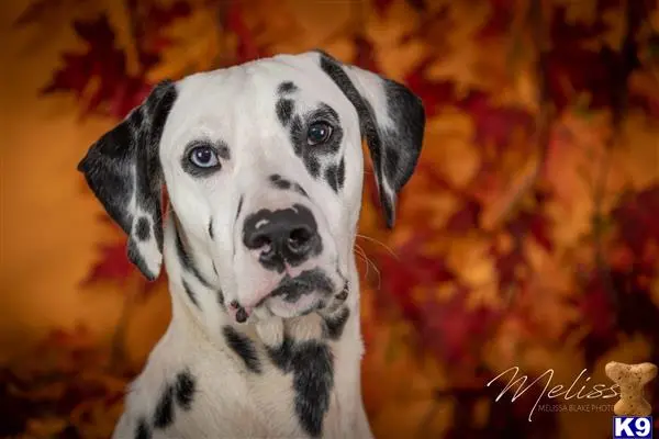 Dalmatian stud dog