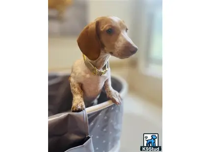 Dachshund