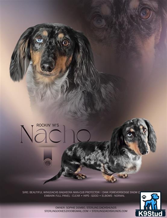 a dachshund dog and a dachshund dog