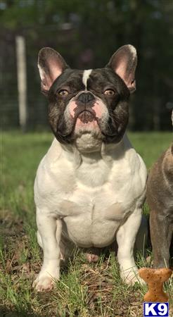 a french bulldog dog sitting in the grass