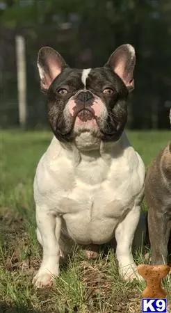 French Bulldog stud dog