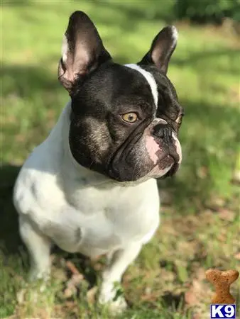 French Bulldog stud dog