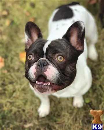 French Bulldog stud dog