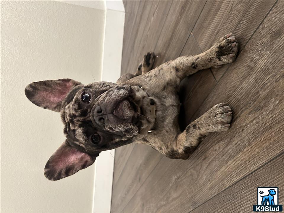 a french bulldog dog lying on a wood floor