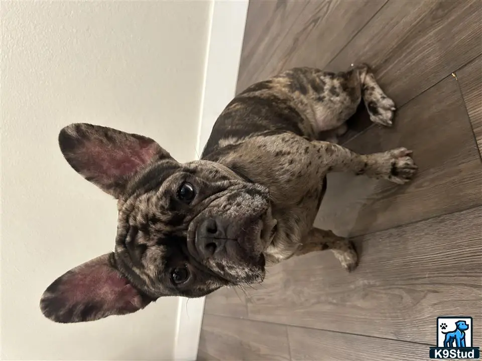 French Bulldog stud dog