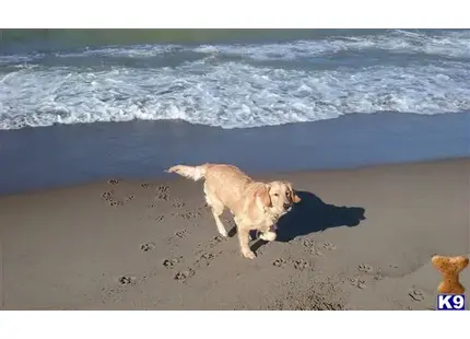 Golden Retriever