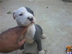 american pit bull puppy posted by stevedash