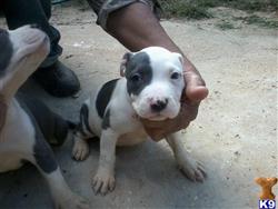 american pit bull puppy posted by stevedash