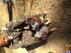american pit bull puppy posted by stevedash
