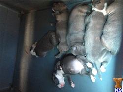 american pit bull puppy posted by stevedash