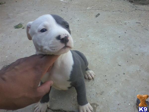 American Pit Bull