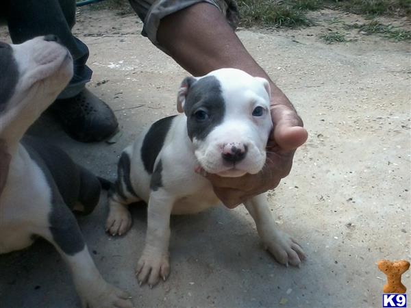 American Pit Bull