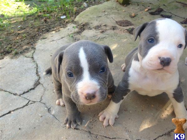 american pit bull puppy posted by stevedash