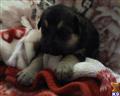 german shepherd puppy posted by stevefrazee