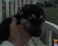 german shepherd puppy posted by stevefrazee