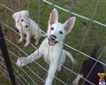 german shepherd puppy posted by stevefrazee