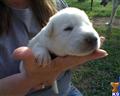 german shepherd puppy posted by stevefrazee