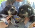 german shepherd puppy posted by stevefrazee