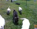 german shepherd puppy posted by stevefrazee